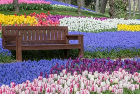 dutch-tulips-blog post