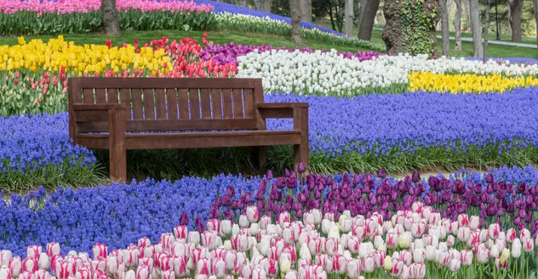 dutch-tulips-blog post